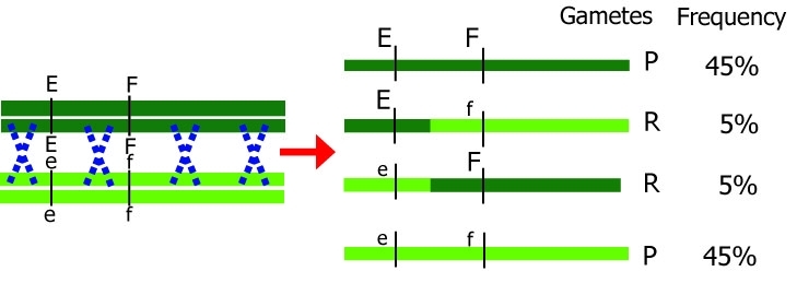 chromosome recombination ef.jpg